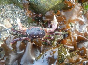 Hemigrapsus nudus Purple shore crab DSCN0511