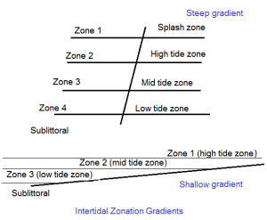 Intertidal Zonation Gradients