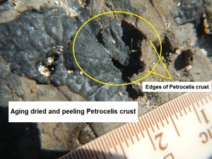 Petrocelis peeling DSCN0322 2